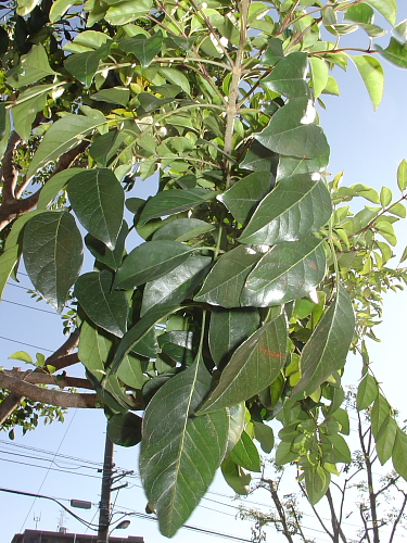 f0166066_1812568.jpg