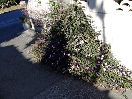 c0078480_23492335.jpg