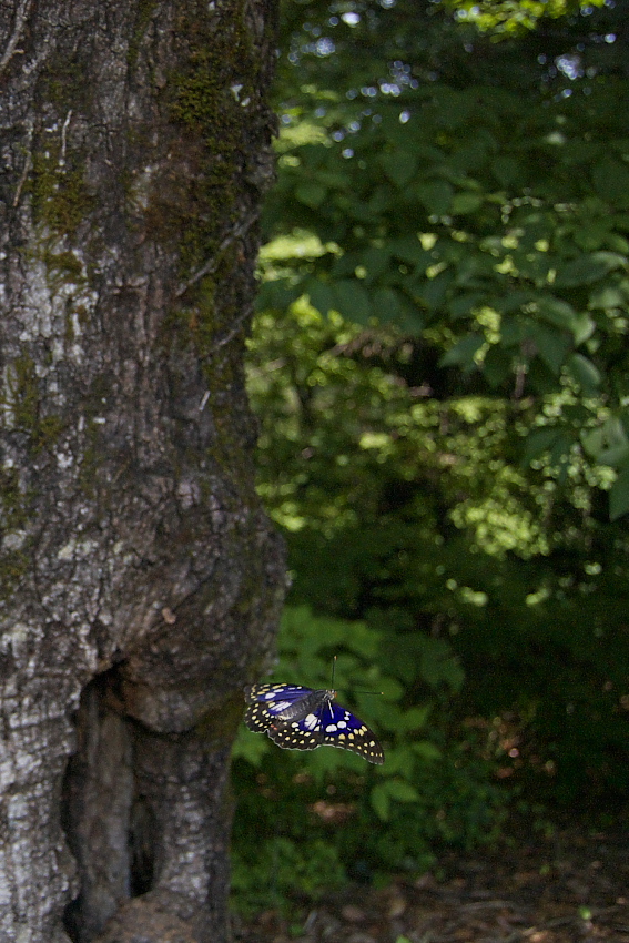 f0090680_7283583.jpg