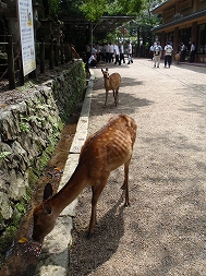 c0105785_20522064.jpg