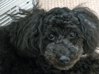 e0013900_12105583.gif