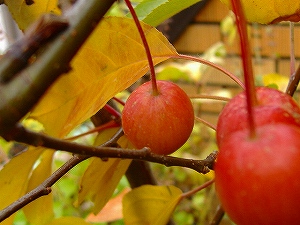 c0056437_495968.jpg