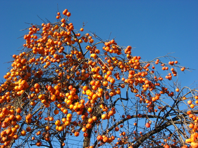 b0097747_16391596.jpg