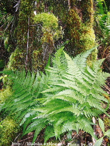 a0067962_4591514.jpg