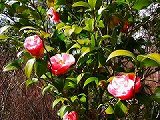 b0042882_11545413.jpg