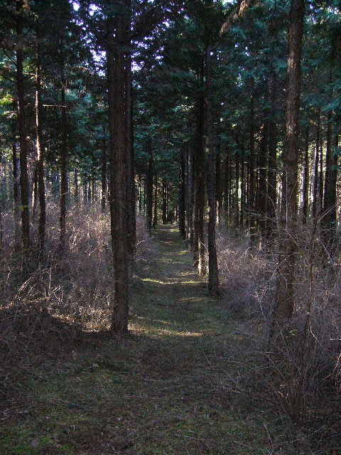 e0015108_8471084.jpg