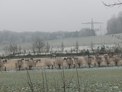 c0153740_7381566.jpg