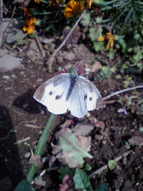 c0043361_947268.jpg