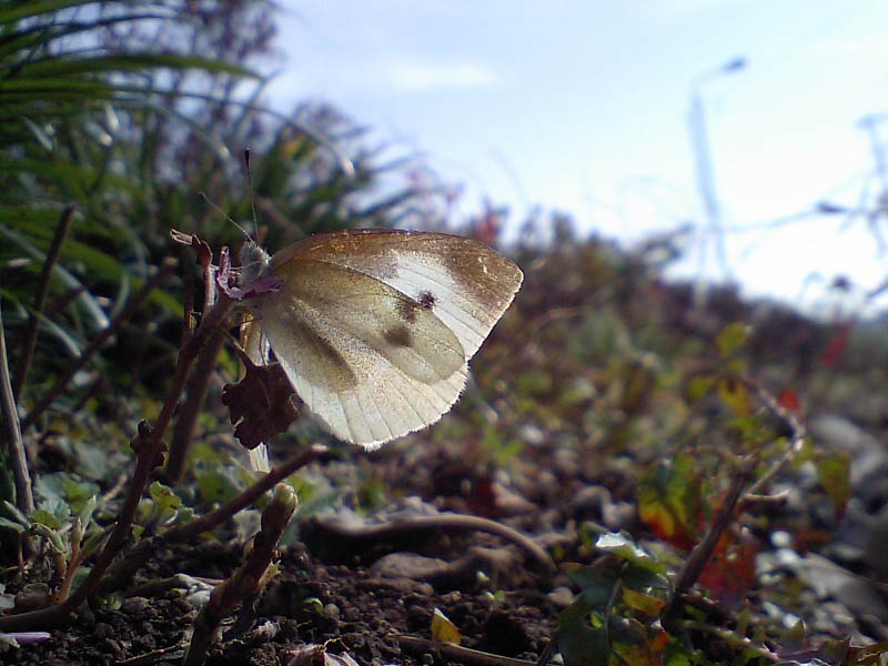 c0043361_9533391.jpg