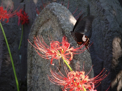 c0105785_206101.jpg