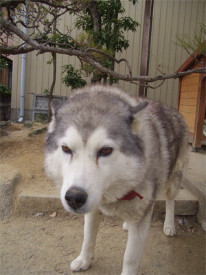 c0143711_21225210.gif