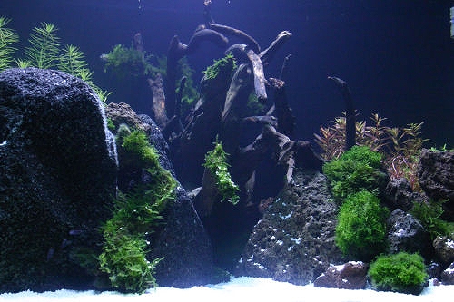 c0101419_15503951.jpg