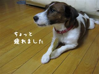 e0121589_00150.jpg