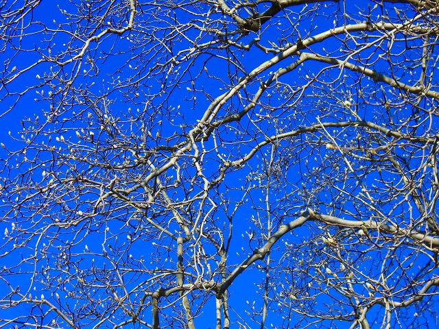 c0125702_105798.jpg
