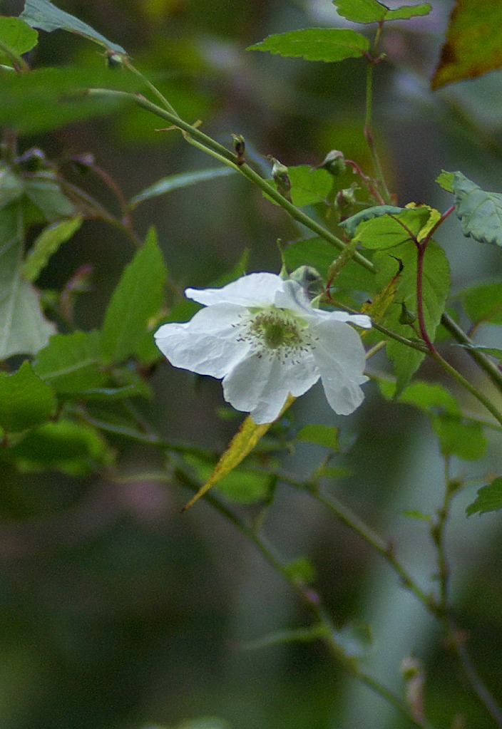 d0053930_675542.jpg
