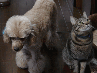 c0136736_2311503.gif