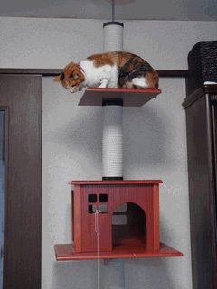 c0136736_23131725.gif
