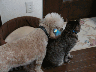 c0136736_2314505.gif