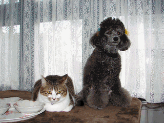 c0136736_23161338.gif