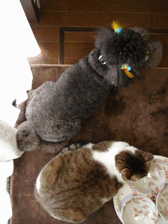 c0136736_23173595.gif