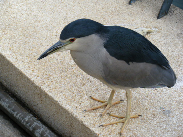 a0050302_4564473.jpg