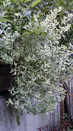 c0152002_18325278.jpg