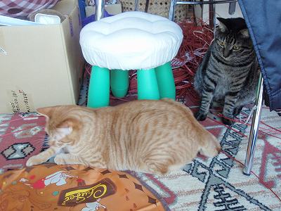 c0145016_2336185.jpg