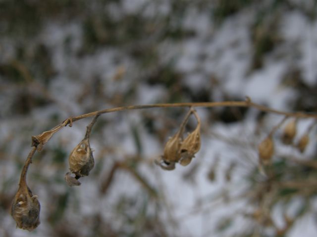 c0042869_19354923.jpg