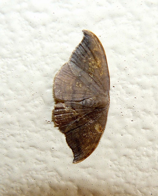 d0019074_1041484.jpg