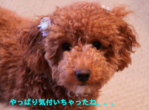 c0164491_7281626.jpg