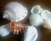 c0051529_1793052.jpg