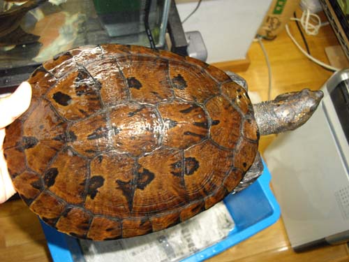 e0119439_227350.jpg