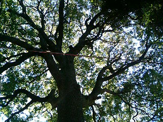 e0150843_1748747.jpg