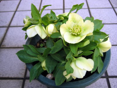 c0147952_21131359.jpg