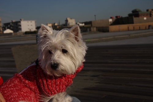 b0130271_003069.jpg