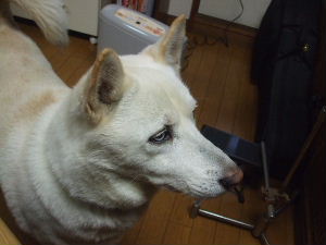 f0005081_2051246.jpg