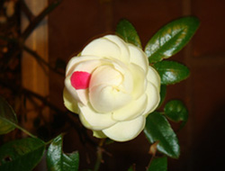 a0019212_12455117.jpg