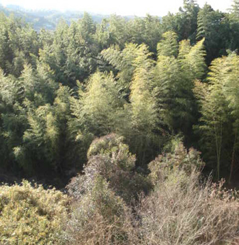 e0110719_8552614.jpg