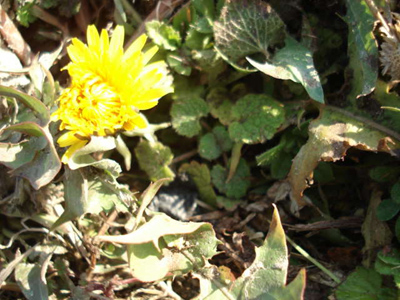 e0110719_8573980.jpg