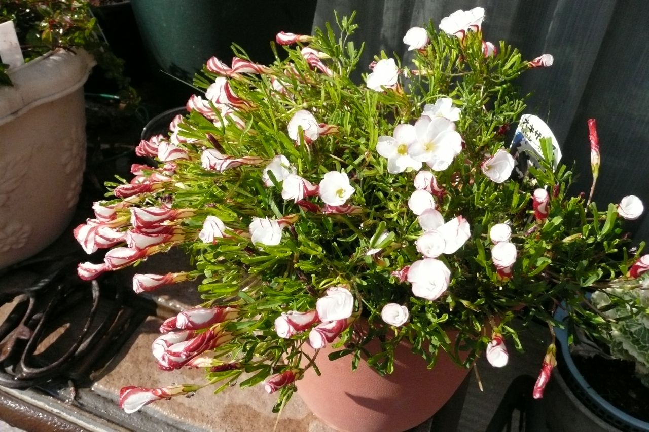 e0033229_2065086.jpg