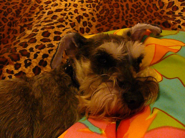 c0153740_1718589.jpg