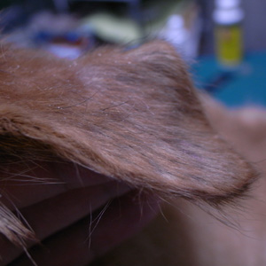 c0119742_0381435.jpg