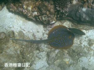 f0190653_1739474.gif