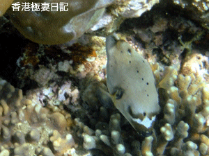 f0190653_17415417.gif