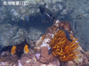 f0190653_18193097.gif