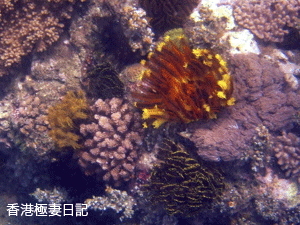 f0190653_18194028.gif