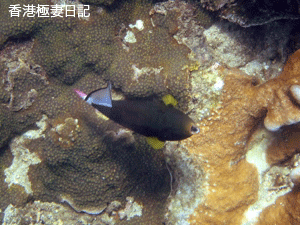f0190653_18202079.gif