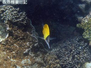f0190653_18211096.gif