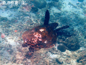f0190653_182143100.gif