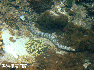 f0190653_18221531.gif